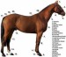 Popis Koně