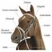 Popis hlavy koně